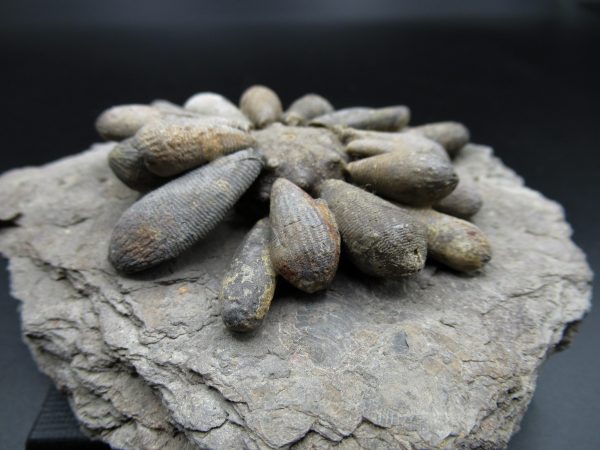 Genuine Jurassic Age Club Sea Urchin Fossils for Sale from Morocco #6c