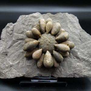 Genuine Jurassic Age Club Sea Urchin Fossils for Sale from Morocco #7