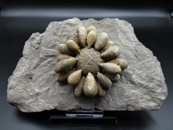 Genuine Jurassic Age Club Sea Urchin Fossils for Sale from Morocco #7