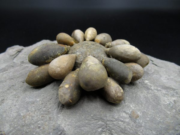 Genuine Jurassic Age Club Sea Urchin Fossils for Sale from Morocco #7a