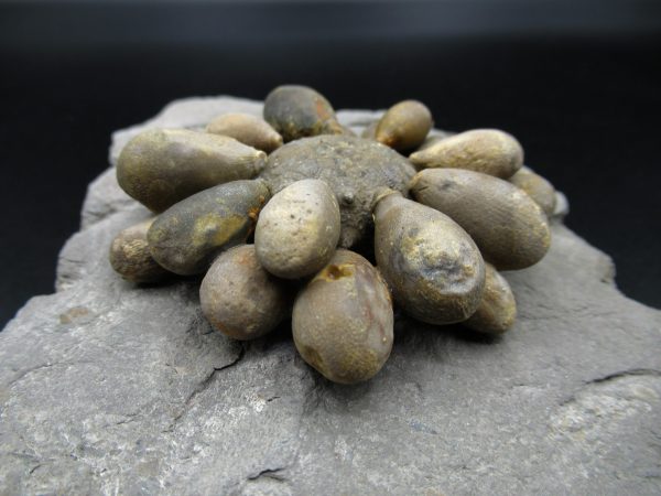 Genuine Jurassic Age Club Sea Urchin Fossils for Sale from Morocco #7b