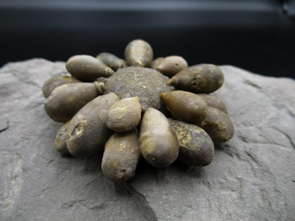 Genuine Jurassic Age Club Sea Urchin Fossils for Sale from Morocco #7c