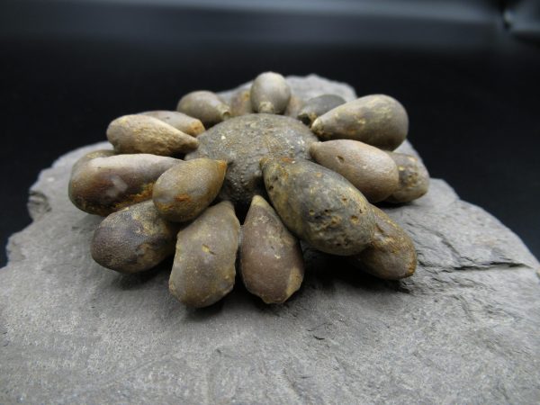 Genuine Jurassic Age Club Sea Urchin Fossils for Sale from Morocco #7d