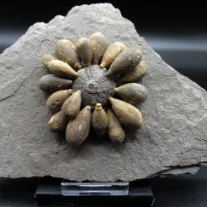 Genuine Jurassic Age Club Sea Urchin Fossils for Sale from Morocco #8