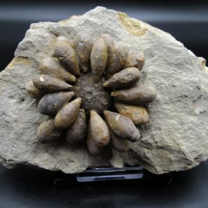 Genuine Jurassic Age Club Sea Urchin Fossils for Sale from Morocco #9