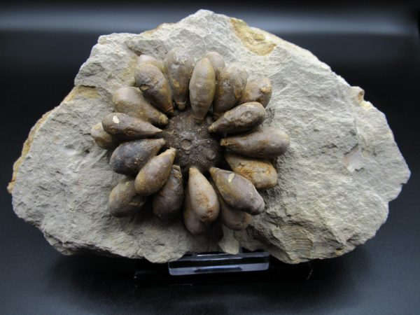 Genuine Jurassic Age Club Sea Urchin Fossils for Sale from Morocco #9