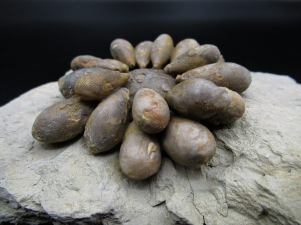 Genuine Jurassic Age Club Sea Urchin Fossils for Sale from Morocco #9a