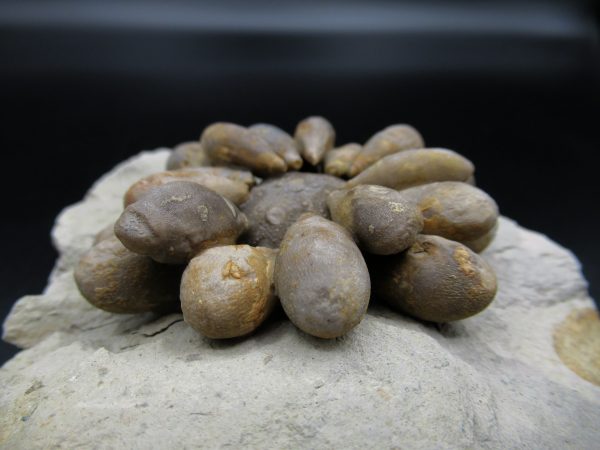 Genuine Jurassic Age Club Sea Urchin Fossils for Sale from Morocco #9b