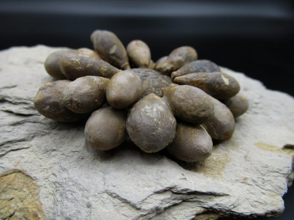 Genuine Jurassic Age Club Sea Urchin Fossils for Sale from Morocco #9c