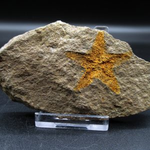 Genuine Ordovician Age Petraster Starfish Fossil for Sale from Morocco #1