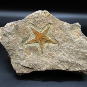 Genuine Ordovician Age Petraster Starfish Fossil for Sale from Morocco #10