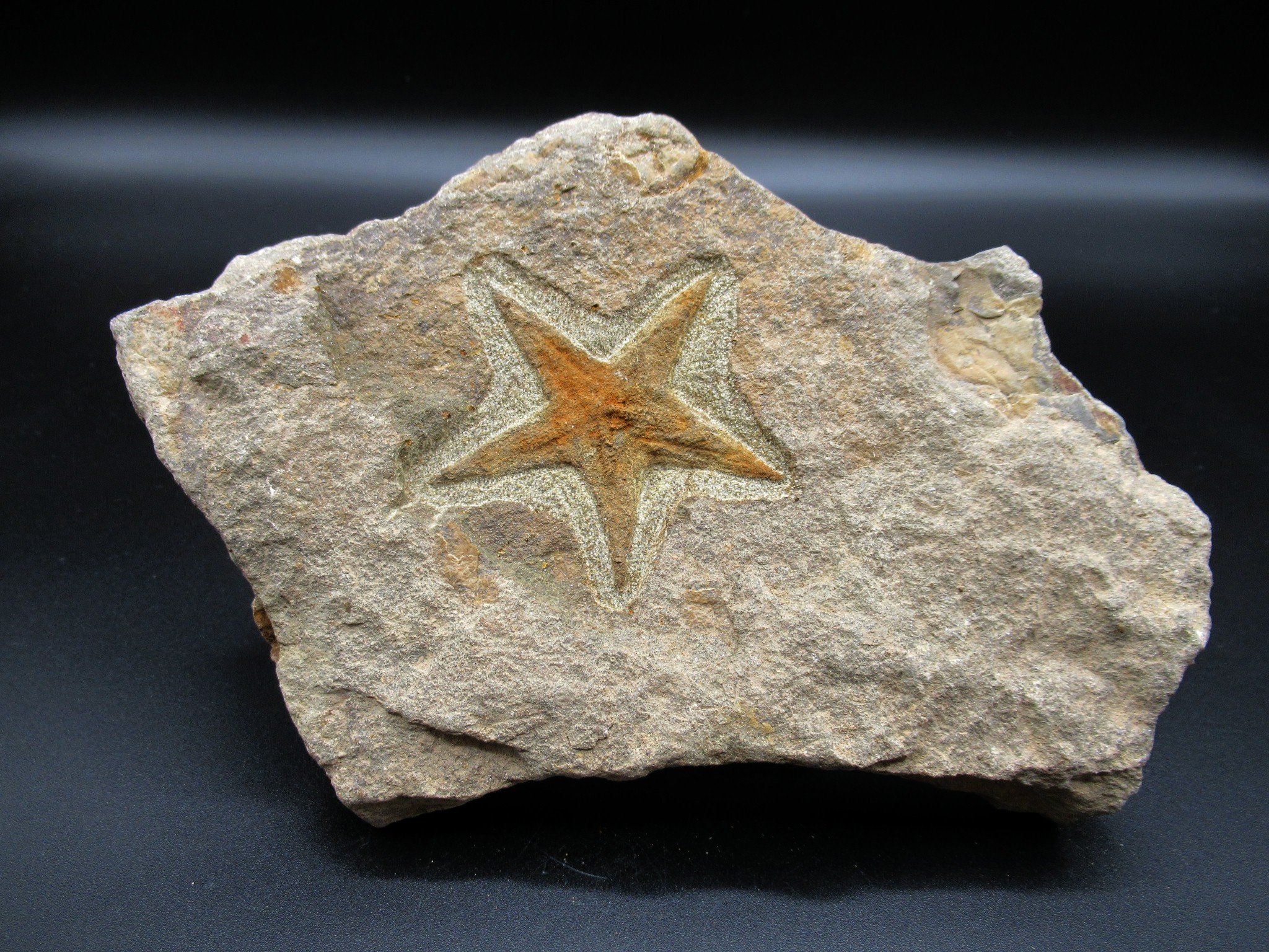 53MM Brittlestar selling Petraster Starfish Fossil Ordovician Morocco 450 Million Yrs Old Free Certificate of Authenticity Free Shipping