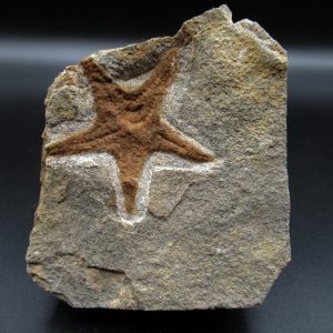 Genuine Ordovician Age Petraster Starfish Fossil for Sale from Morocco #11