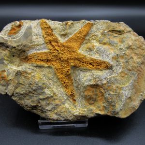 Genuine Ordovician Age Petraster Starfish Fossil for Sale from Morocco #12