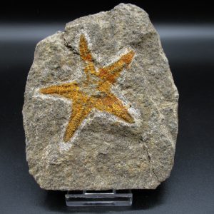 Genuine Ordovician Age Petraster Starfish Fossil for Sale from Morocco #13