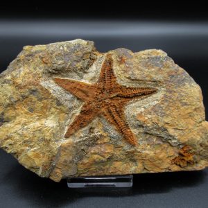 Genuine Ordovician Age Petraster Starfish Fossil for Sale from Morocco #14