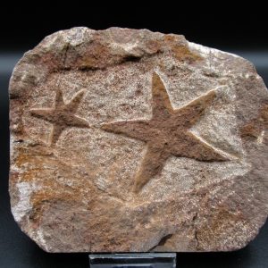 Genuine Ordovician Age Petraster Starfish Fossil for Sale from Morocco #15