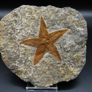 Genuine Ordovician Age Petraster Starfish Fossil for Sale from Morocco #16