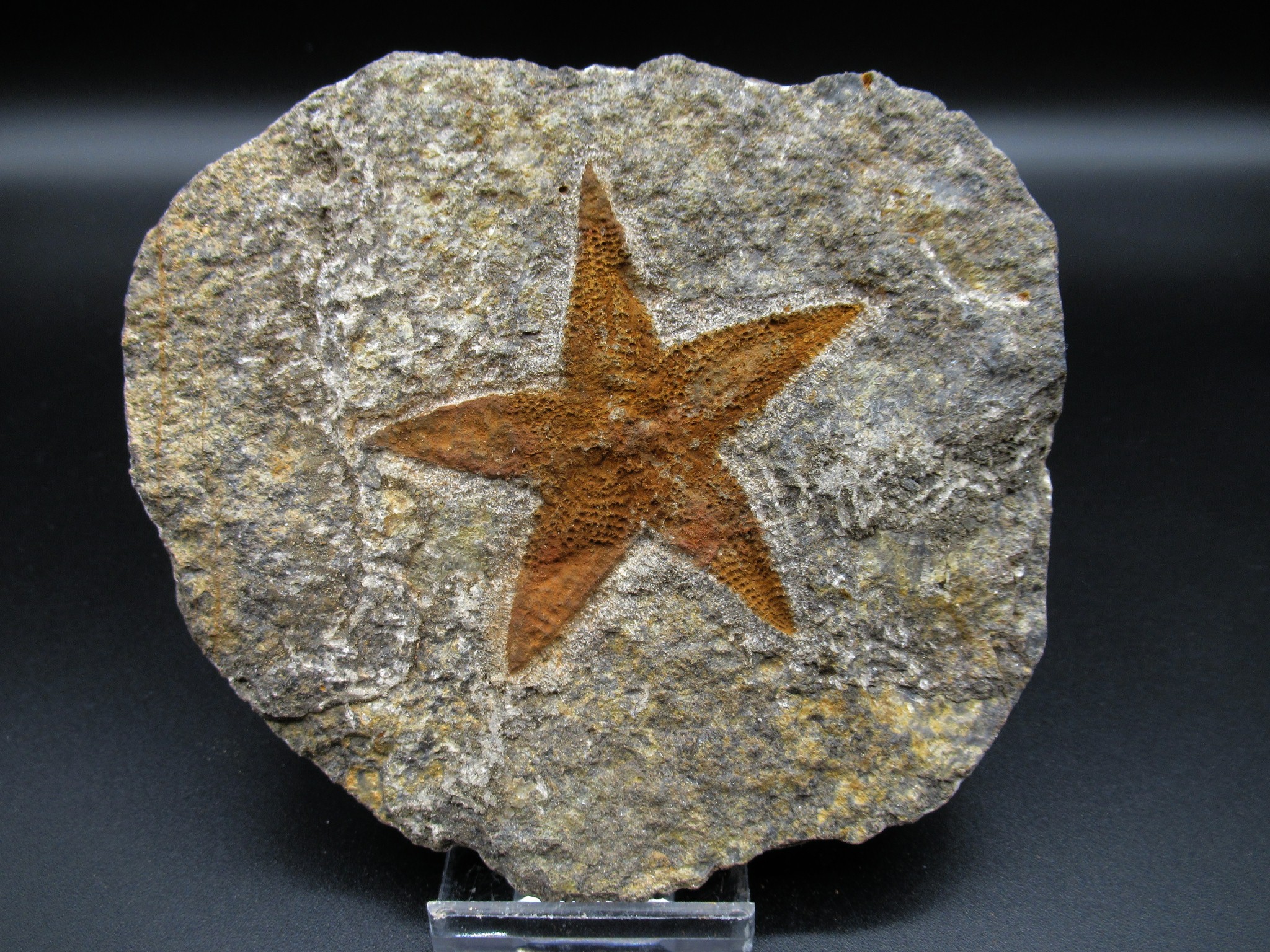 Morocco Ordovician Petraster Starfish 16 | Fossils for Sale Genuine Ordovician Age Petraster Starfish Fossil for Sale from Morocco #16