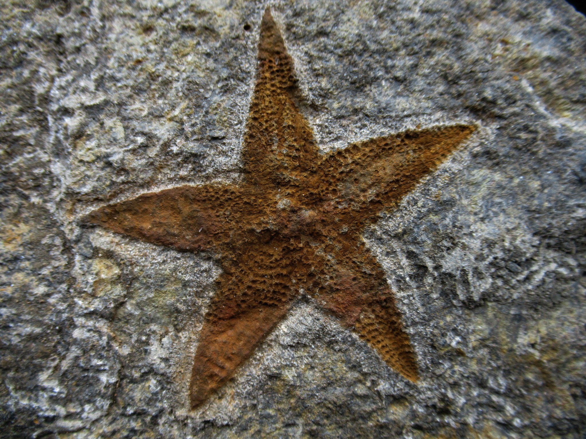 Morocco Ordovician Petraster Starfish 16a | Fossils for Sale Genuine Ordovician Age Petraster Starfish Fossil for Sale from Morocco #16a