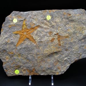 Genuine Ordovician Age Petraster Starfish Fossil for Sale from Morocco #17