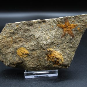 Genuine Ordovician Age Petraster Starfish Fossil for Sale from Morocco #7