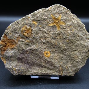 Genuine Ordovician Age Petraster Starfish Fossil for Sale from Morocco #8