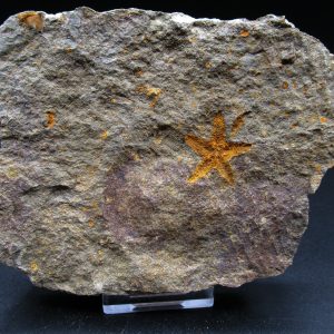 Genuine Ordovician Age Petraster Starfish Fossil for Sale from Morocco #9