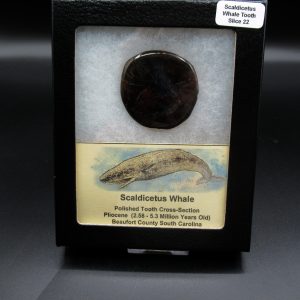 Genuine Pliocene Scaldicetus Whale Tooth For Sale From S. Carolina #22b