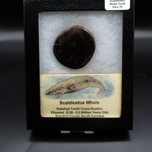 Genuine Pliocene Scaldicetus Whale Tooth For Sale From S. Carolina #23b