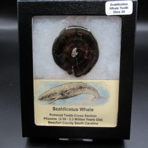 Genuine Pliocene Scaldicetus Whale Tooth For Sale From S. Carolina #24b