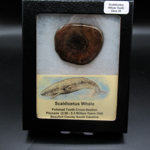 Genuine Pliocene Scaldicetus Whale Tooth For Sale From S. Carolina #25b