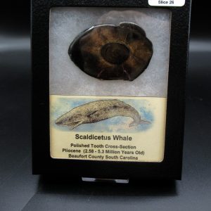 Genuine Pliocene Scaldicetus Whale Tooth For Sale From S. Carolina #26b