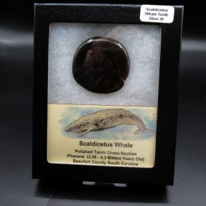 Genuine Pliocene Scaldicetus Whale Tooth For Sale From S. Carolina #30b