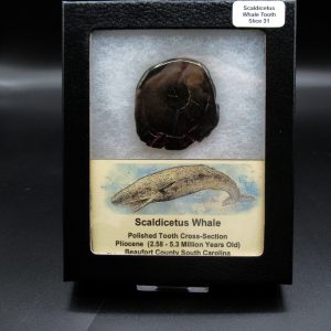 Genuine Pliocene Scaldicetus Whale Tooth For Sale From S. Carolina #31b