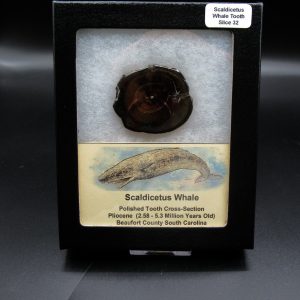 Genuine Pliocene Scaldicetus Whale Tooth For Sale From S. Carolina #32b