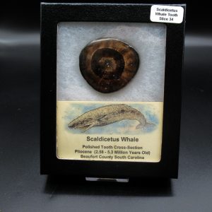 Genuine Pliocene Scaldicetus Whale Tooth For Sale From S. Carolina #34b