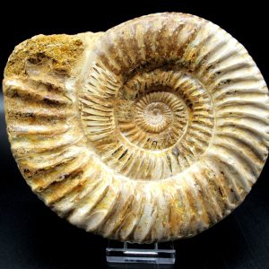 Genuine Jurassic Age Perisphinctes Ammonite Fossil for Sale from Madagascaar #25