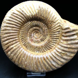 Genuine Jurassic Age Perisphinctes Ammonite Fossil for Sale from Madagascaar #26