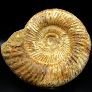 Genuine Jurassic Age Perisphinctes Ammonite Fossil for Sale from Madagascaar #27