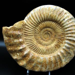 Genuine Jurassic Age Perisphinctes Ammonite Fossil for Sale from Madagascaar #28