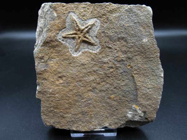 Genuine Ordovician Age Petraster Starfish Fossil for Sale from Morocco #2