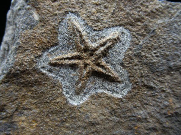 Genuine Ordovician Age Petraster Starfish Fossil for Sale from Morocco #2a