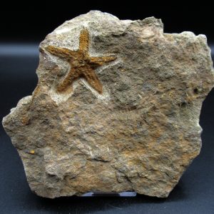 Genuine Ordovician Age Petraster Starfish Fossil for Sale from Morocco #3