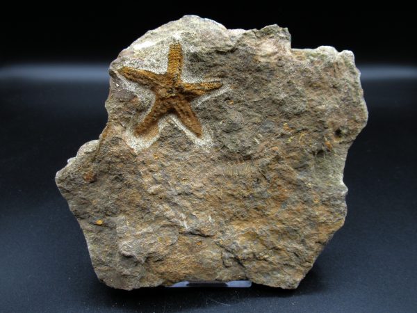 Genuine Ordovician Age Petraster Starfish Fossil for Sale from Morocco #3