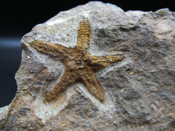 Genuine Ordovician Age Petraster Starfish Fossil for Sale from Morocco #3a