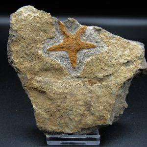 Genuine Ordovician Age Petraster Starfish Fossil for Sale from Morocco #4