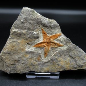 Genuine Ordovician Age Petraster Starfish Fossil for Sale from Morocco #5