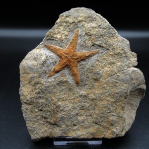 Genuine Ordovician Age Petraster Starfish Fossil for Sale from Morocco #6