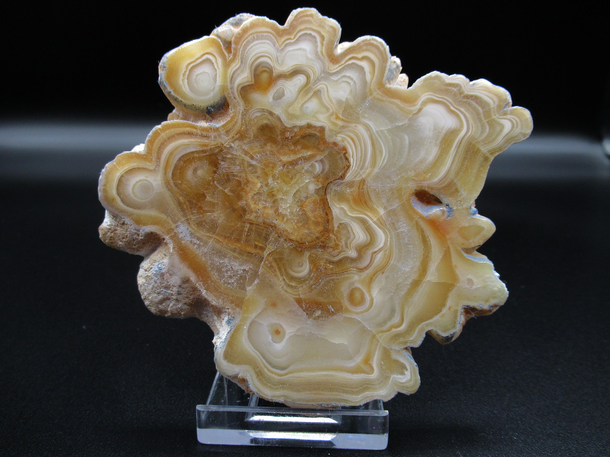 morocco travertine aragonnite stalactite slice 1 | Fossils for Sale Genuine Aragonite Stalactite Slice (Travertine) Mineral for Sale from Morocco #1